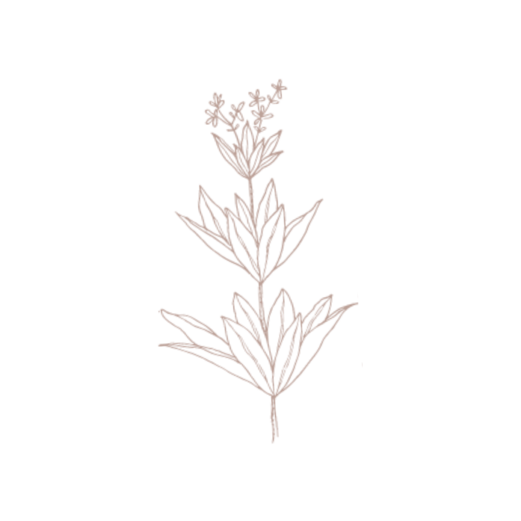 Minimalist line drawing of a botanical flower illustration.